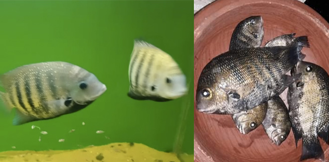 fish